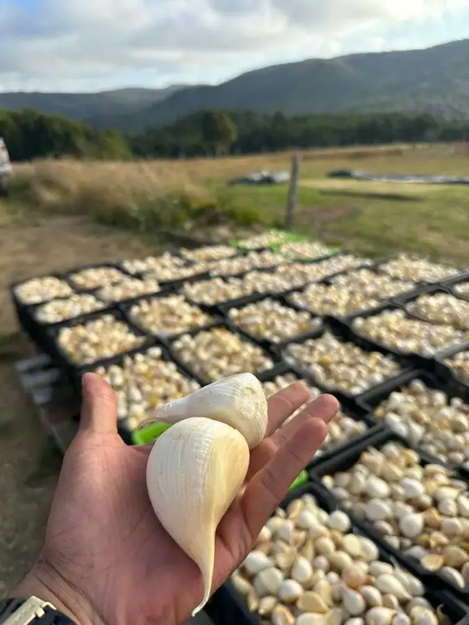 Preciosa parcelacion. los muermos, foto 6